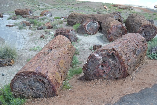 Petrified Forest National Park