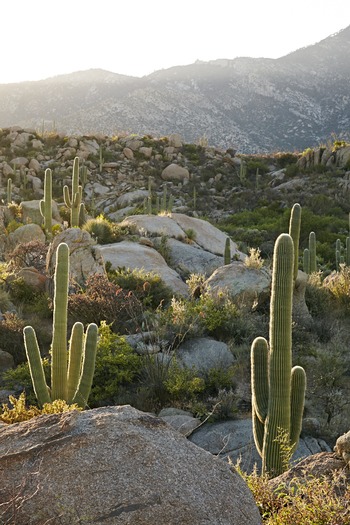 Miraval Resort and Spa