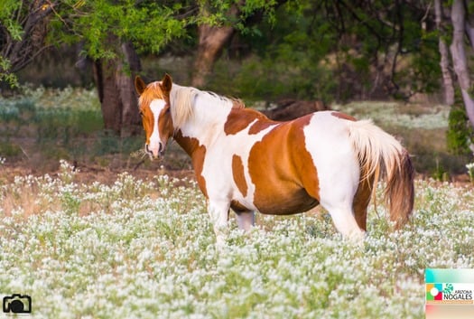 Rio Rico Pastures