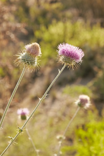 Miraval Resort and Spa