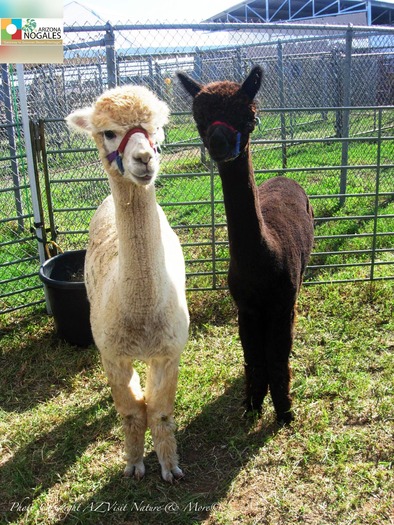 Llamas in Sonoita