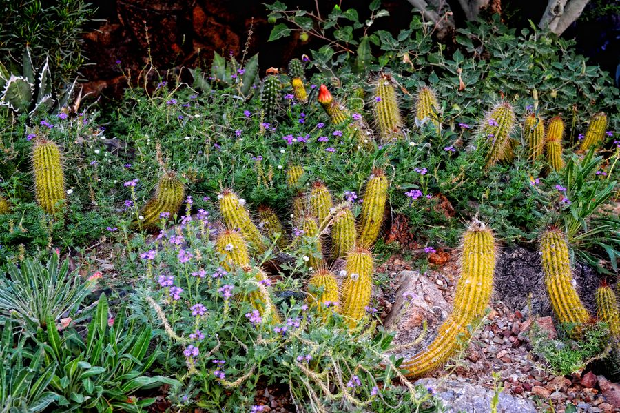 Arizona-Sonora Desert Museum_credit Christine C. Photographie