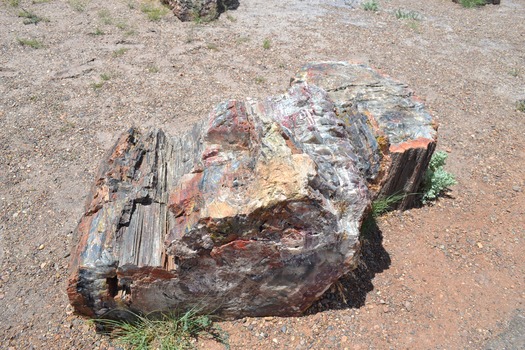 Petrified Forest National Park