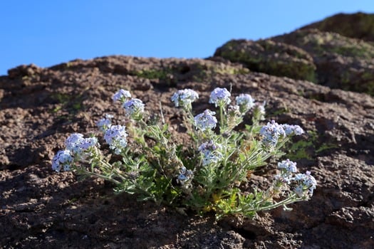 Cerbat Foothills Recreation Area