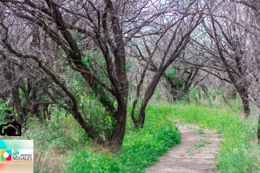 Anza Trail