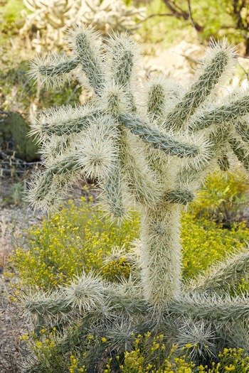 Miraval Resort and Spa