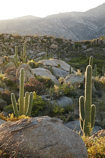 Miraval Resort and Spa