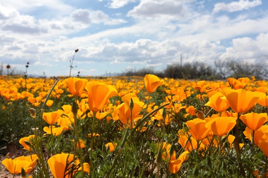 Tucson Poppies