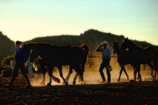 White Stallion Ranch