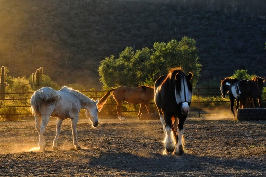 White Stallion Ranch