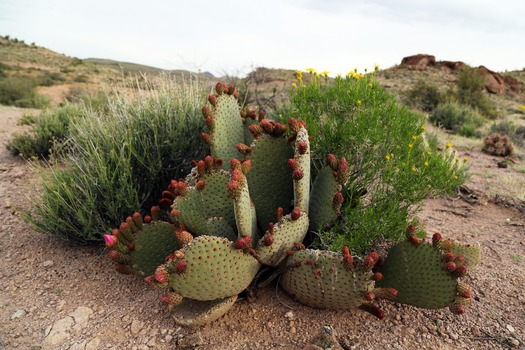 Cerbat Foothills Recreation Area