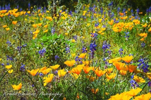 Picacho Peak Spring Flowers