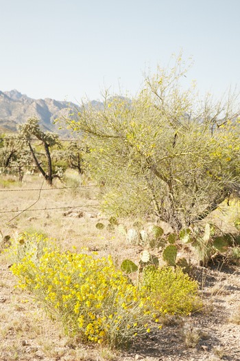 Miraval Resort and Spa