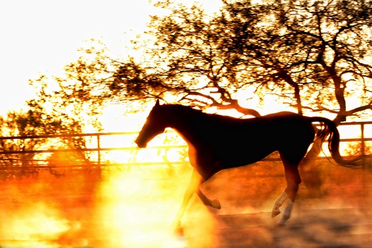 White Stallion Ranch