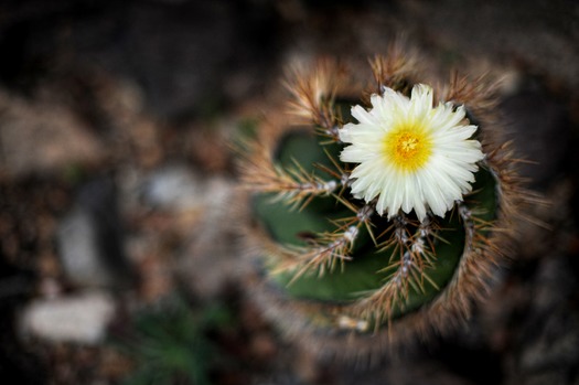 Arizona-Sonora Desert Museum