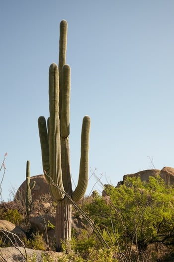 Miraval Resort and Spa