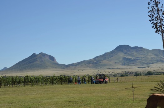 Kief-Joshua Vineyards