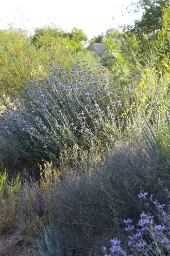 Miraval Resort and Spa