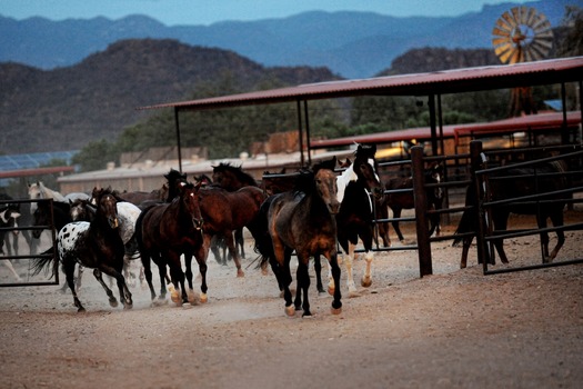 White Stallion Ranch