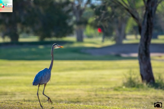 Rio Rico Golf Course