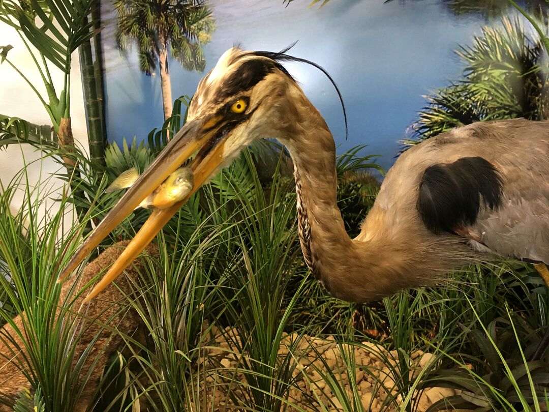 Brooksville Welcome Center Wildlife Display