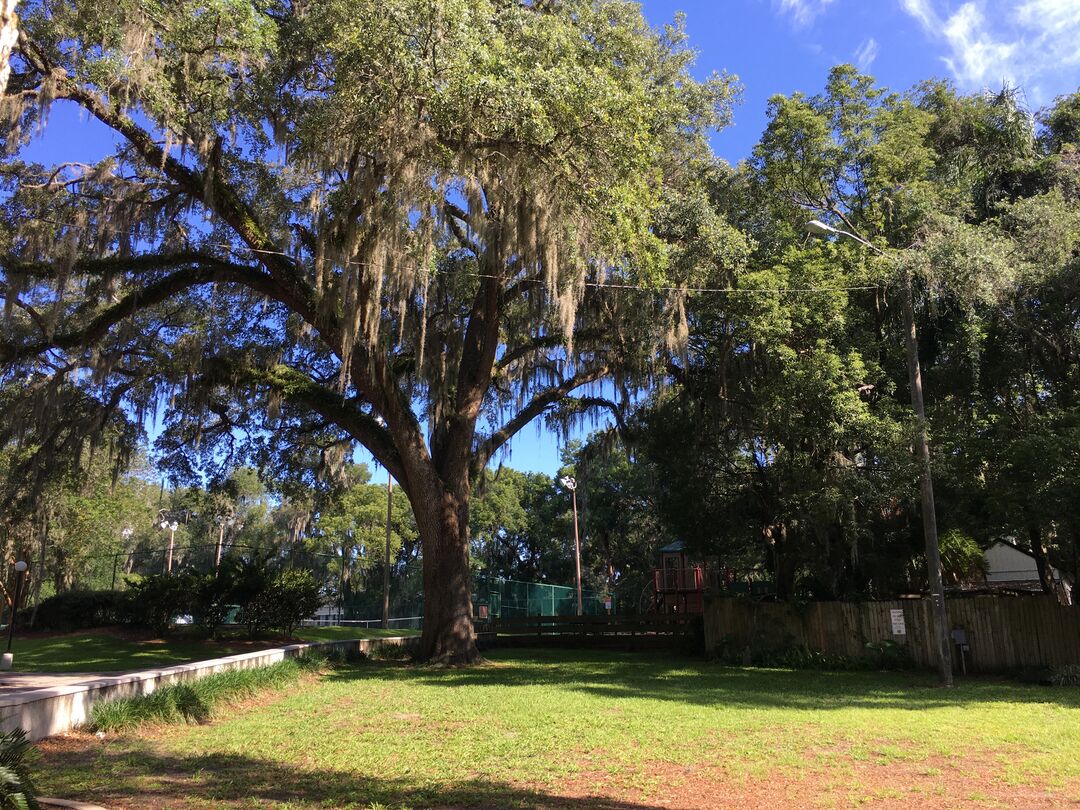 Hernando Park Oak Tree