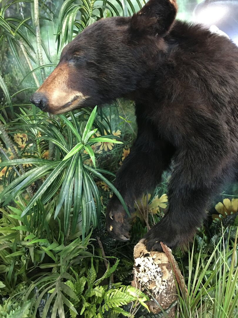 Brooksville Welcome Center Wildlife Display