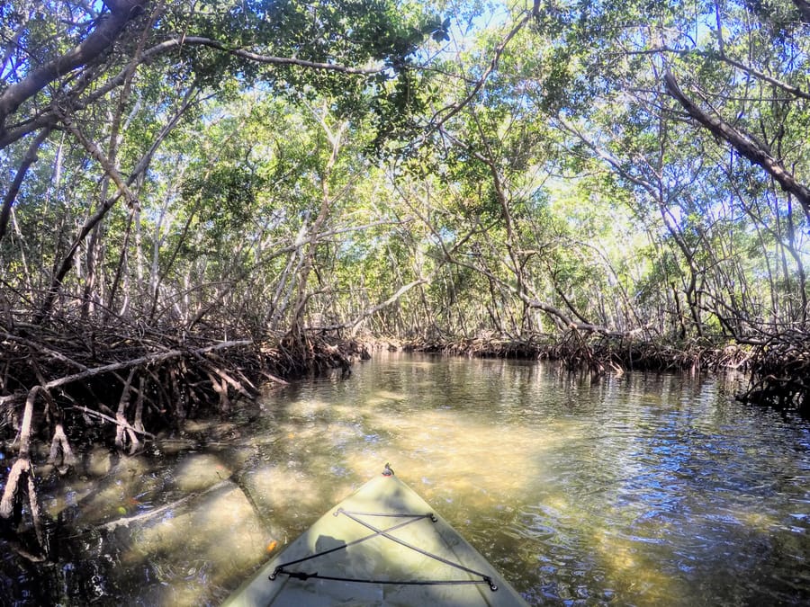 Mangrove Tunnels Ted Sperling Park