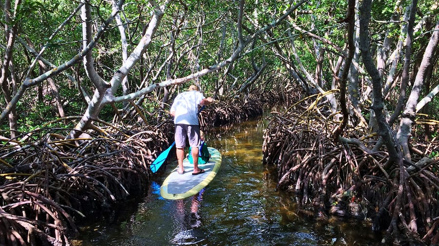 Mangrove Tunnels Ted Sperling Park