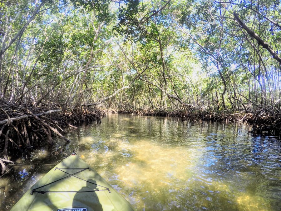 Mangrove Tunnels Ted Sperling Park