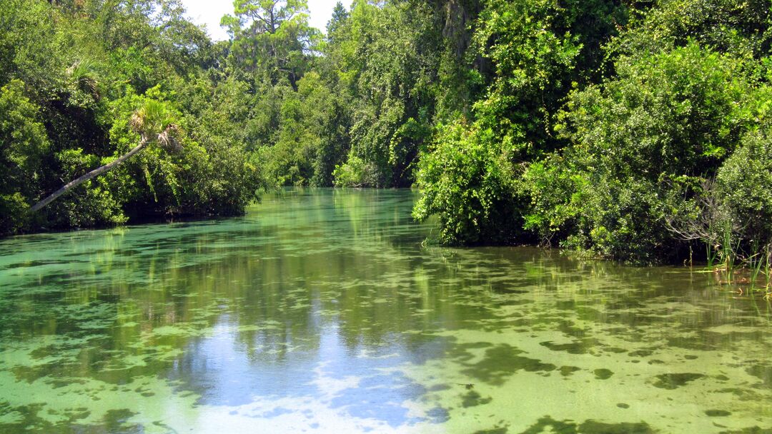 Weeki Wachee River