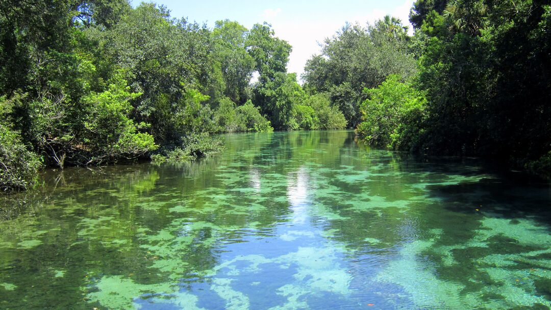 Weeki Wachee River