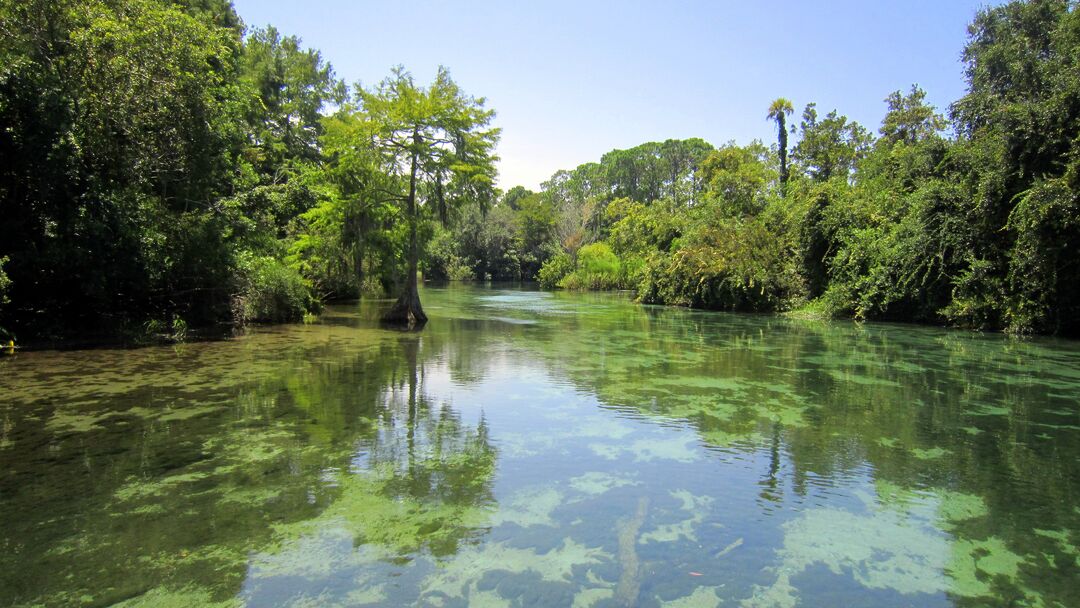 Weeki Wachee River