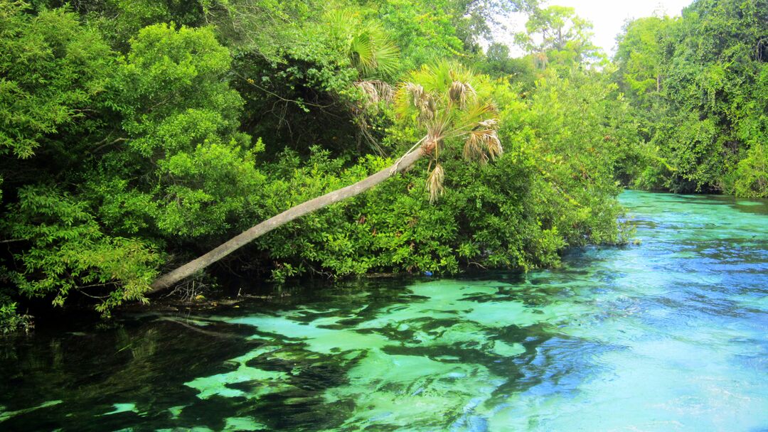 Weeki Wachee River