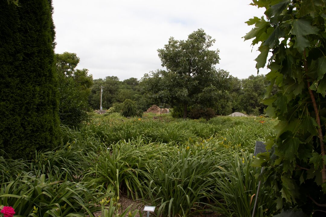 Harmony Nursery & Daylily Farm