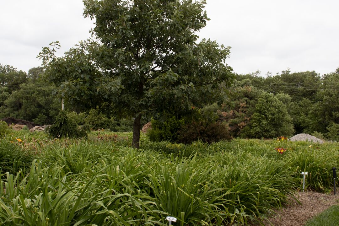 Harmony Nursery & Daylily Farm