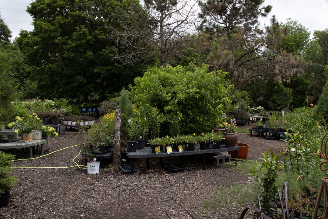 Harmony Nursery & Daylily Farm