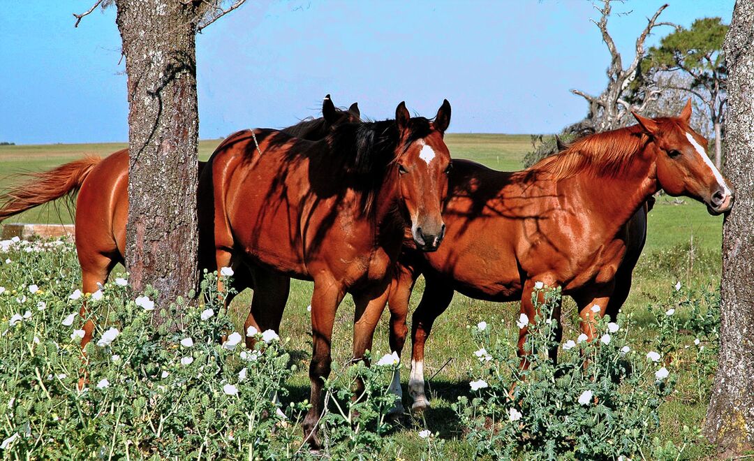 horses2