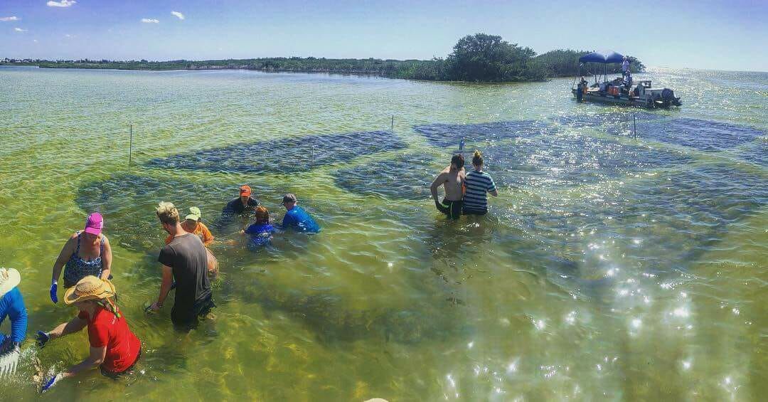 Oyster reef deployment- photo credit Savanna Barry