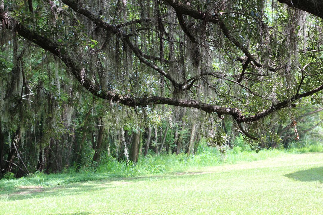 Live Oak Limb