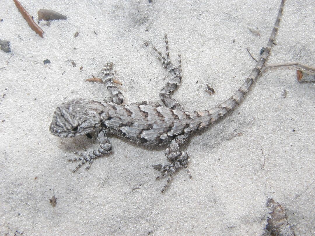 Fence Lizard