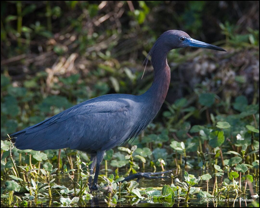 Baby Blue Heron