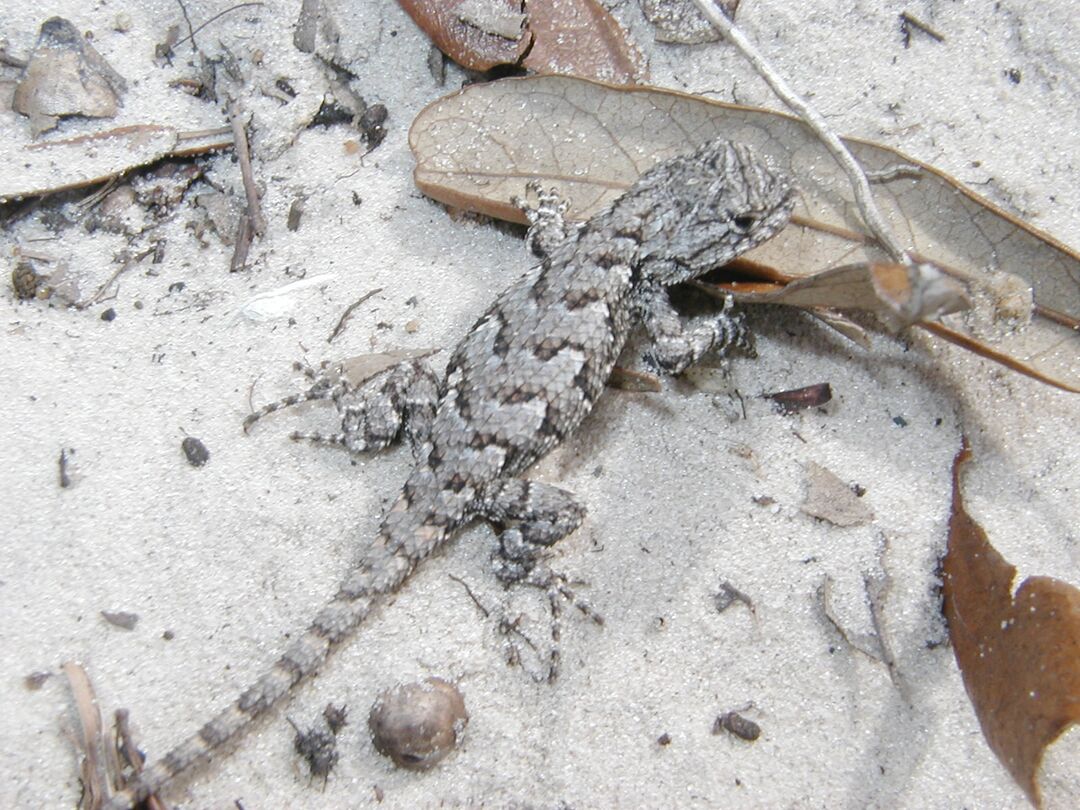 fencelizard2