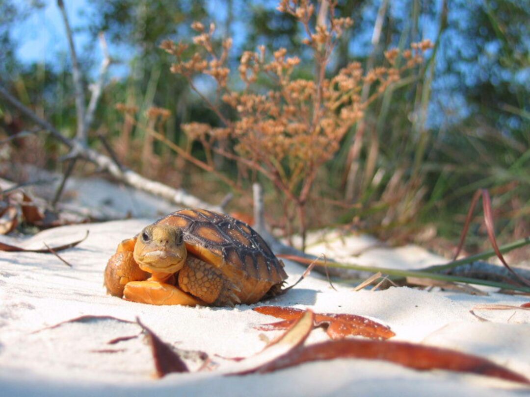 Baby Gopher Tortoise in Sand 2