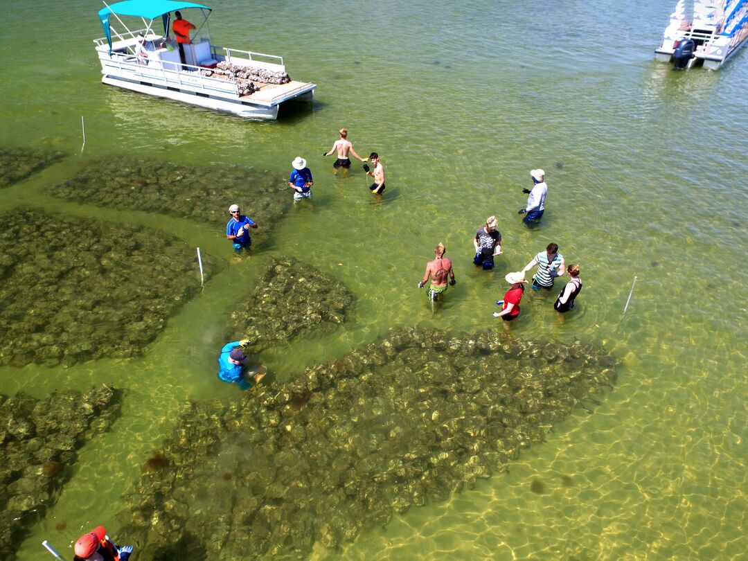 Oyster reef deployment K Kolasa