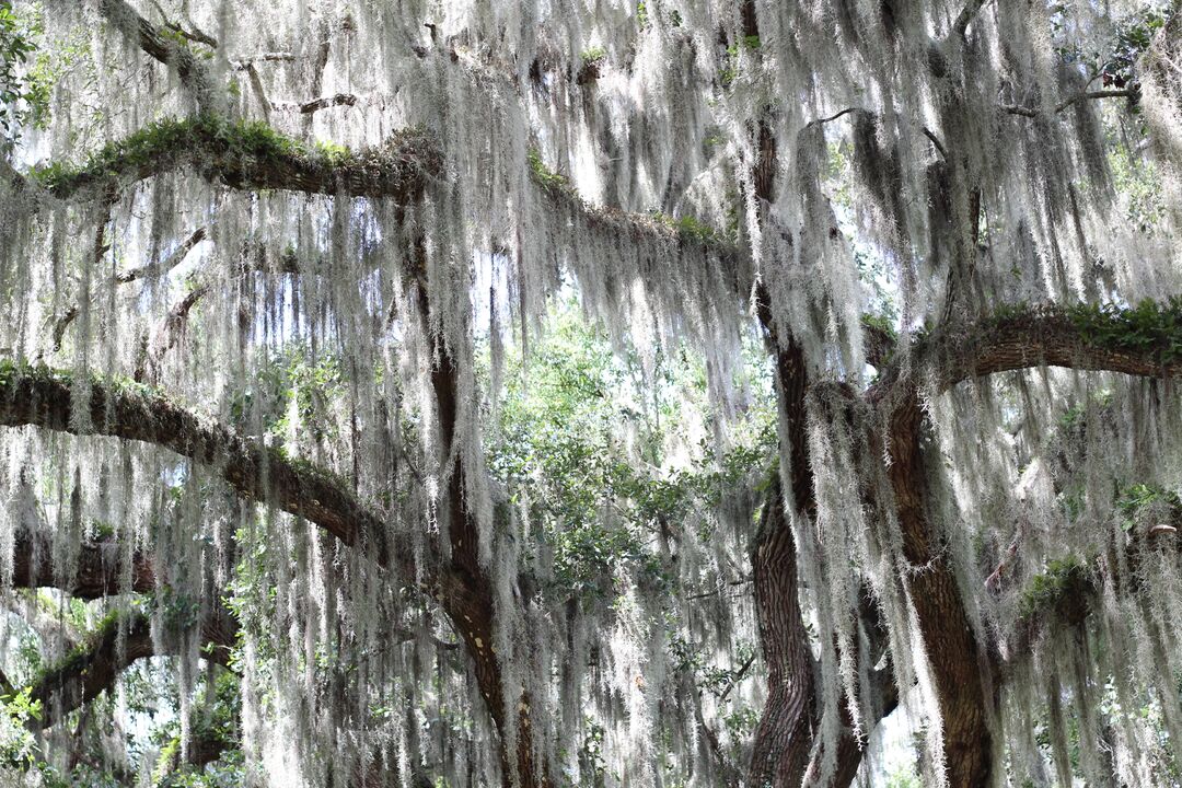 Chinsegut Hill Live Oak
