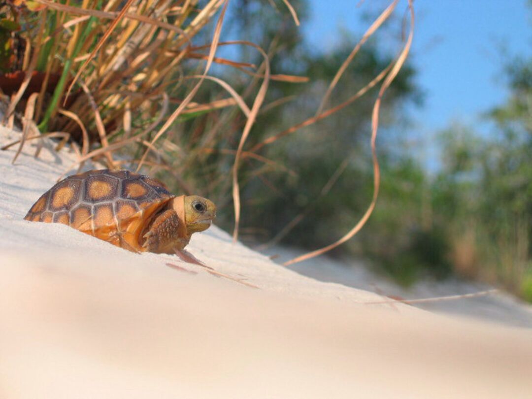 Baby Gopher Tortoise in Sand