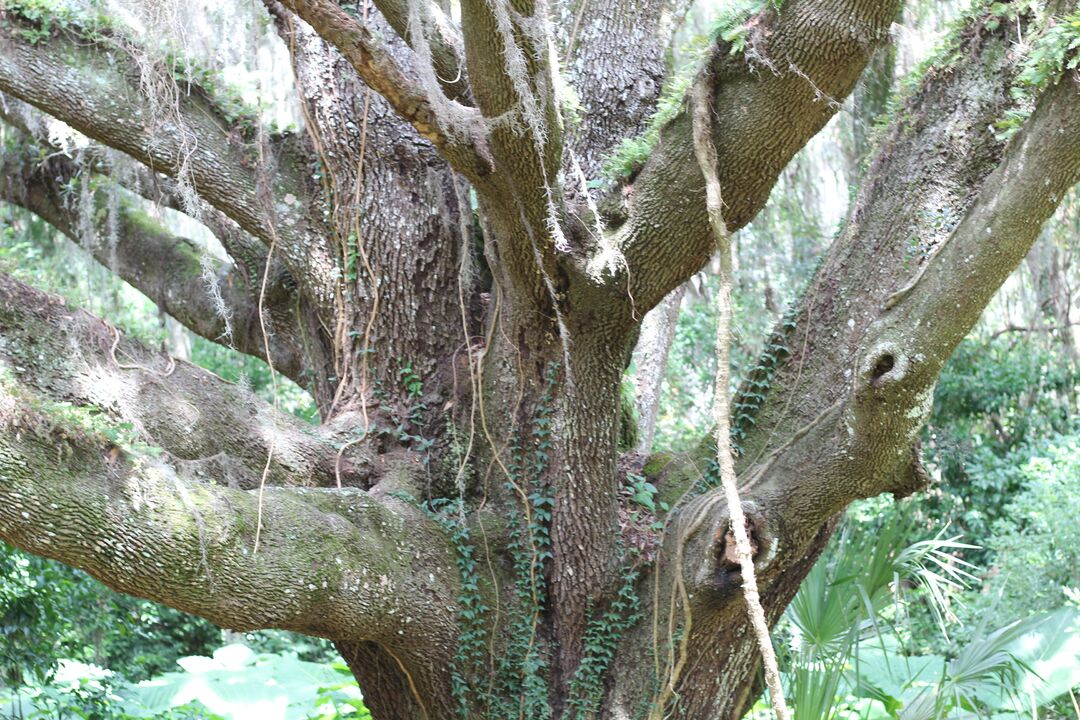 Chinsegut hill live oak