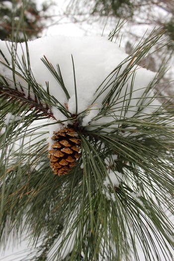 Pine Cone