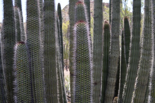 Cactus Pipes